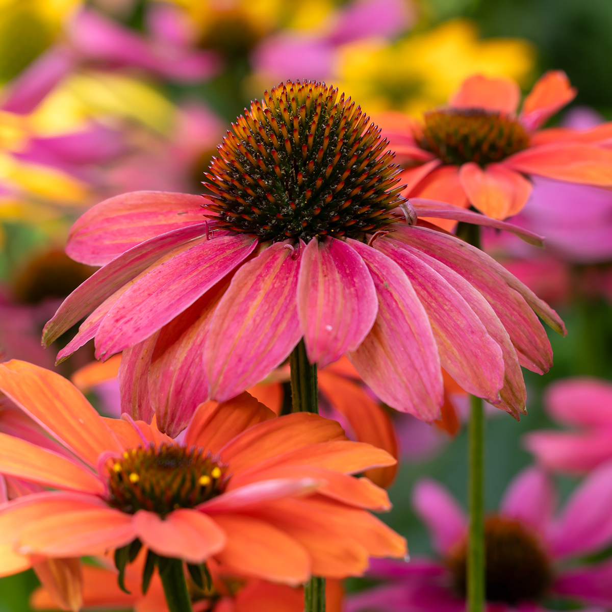 Echinacea i Botan augusti 2024. Foto: Dan Abelin.